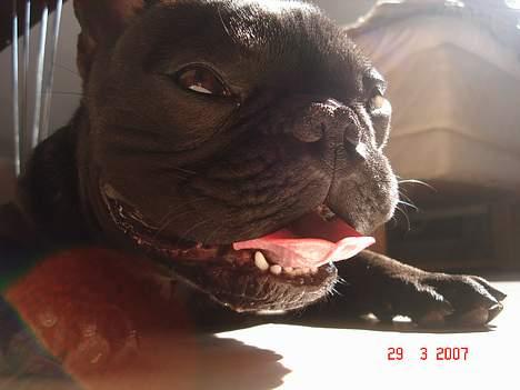 Fransk bulldog King billede 15