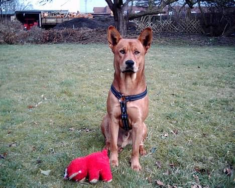 Blanding af racer thor billede 16