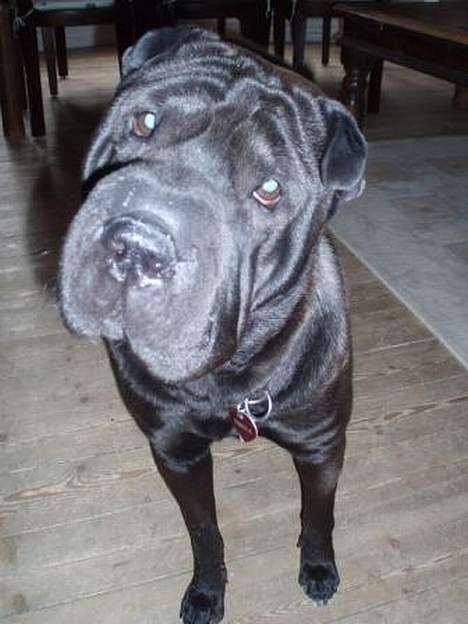 Shar pei Tequila *DØD* - Tequila 1 år gammel, og der blev sunget fødselsdags sang billede 6