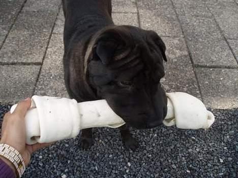 Shar pei Tequila *DØD* - dejlig julegave billede 7