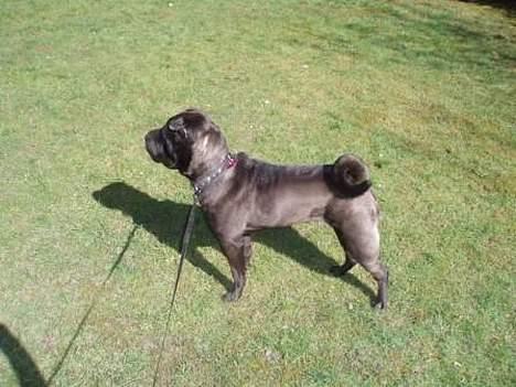 Shar pei Tequila *DØD* billede 9