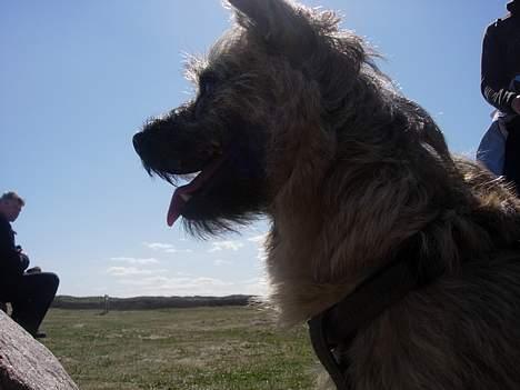 Cairn terrier Balder - Flot profil ikke? billede 10