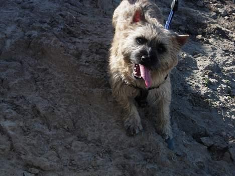 Cairn terrier Balder - Jeg er en rigtig mountain-ged.. øhh hund..  billede 11
