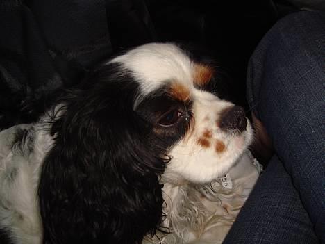 Cavalier king charles spaniel lady - .. billede 6