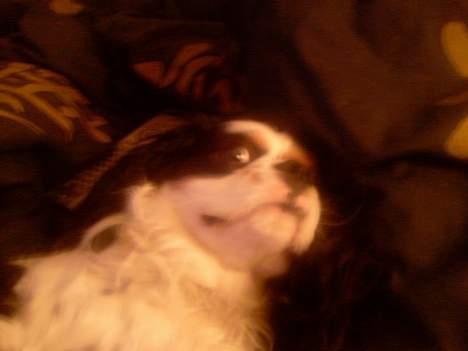 Cavalier king charles spaniel lady - Jeg ligger godt.. billede 7