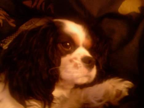 Cavalier king charles spaniel lady - ah det var bedre billede 8