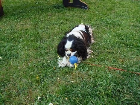 Cavalier king charles spaniel lady - grrr billede 9