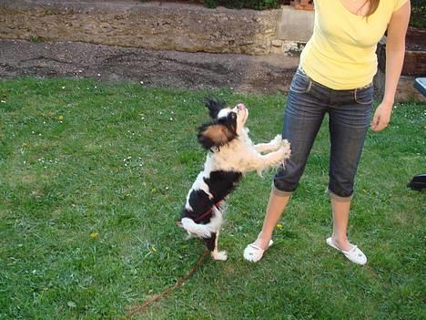 Cavalier king charles spaniel lady - kast den nu mor billede 10