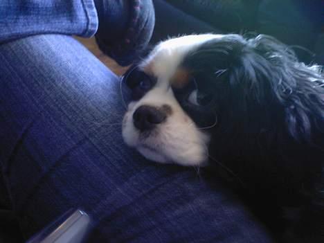 Cavalier king charles spaniel lady - Lad mig nu bare sove billede 11