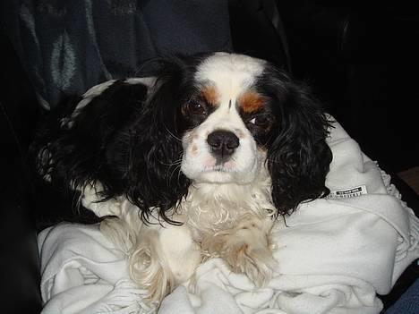 Cavalier king charles spaniel lady - Åh jeg ligger godt billede 12