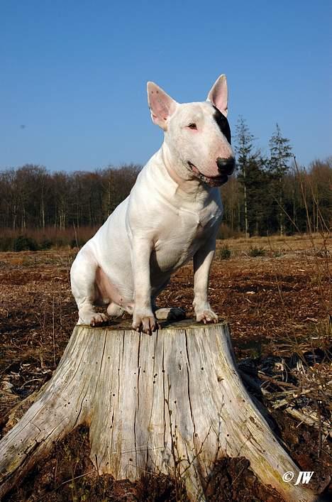 Bullterrier                    *RIP* Joker - Joker som Skovtrold ! billede 6