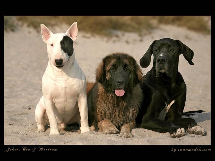 Bullterrier                    *RIP* Joker billede 7