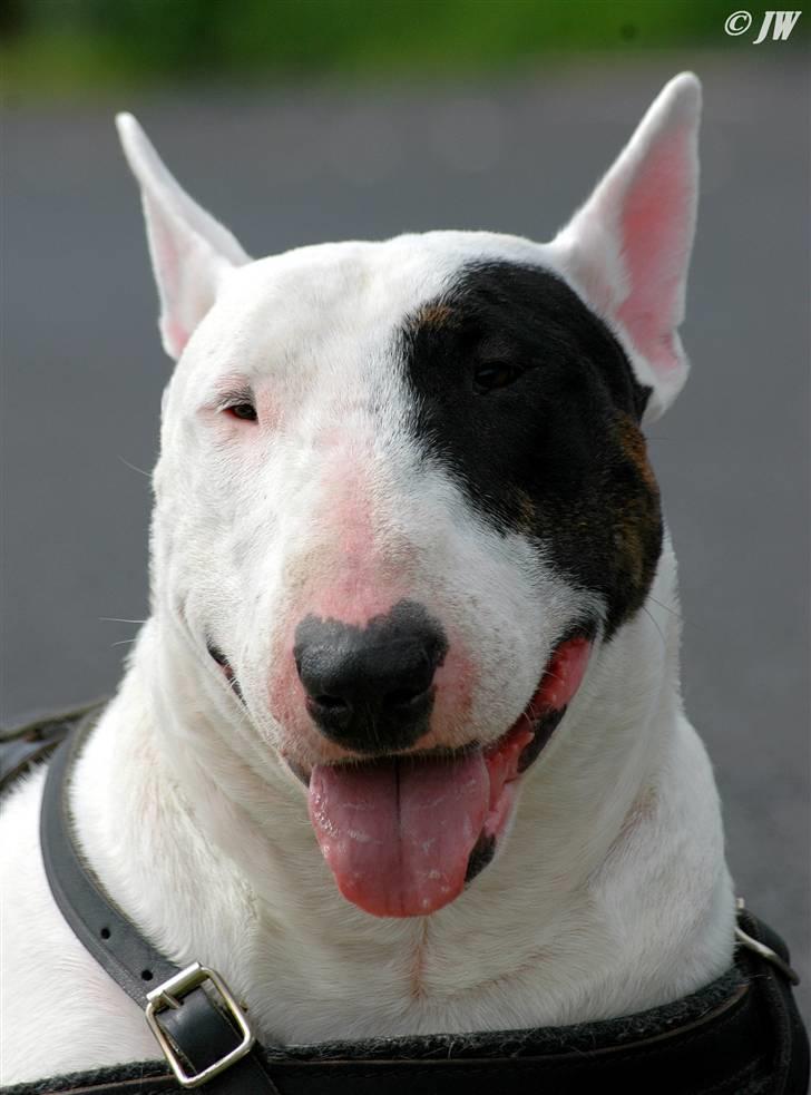 Bullterrier                    *RIP* Joker - Den 15. Juli 2007 billede 8