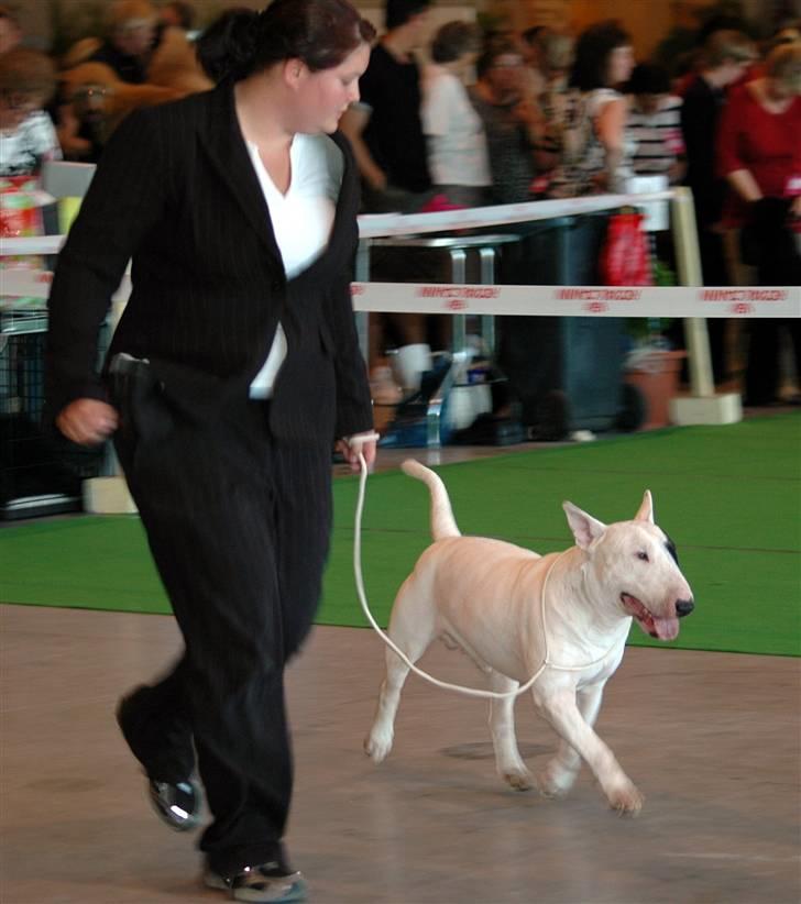 Bullterrier                    *RIP* Joker - Joker i ringen i Neumunster, BIM med CERT & CACIB ! Den 1. Juni 2008 billede 9