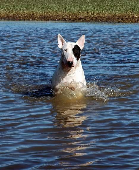 Bullterrier                    *RIP* Joker - Den 20. Marts 2007 billede 10