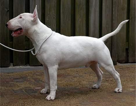 Bullterrier                     Jazzy - Jazzys far : INTCH HOCH BELCH Europa Siger 2005 Brabo Winner 2007 The Comic Man Of Never A Dull Moment aka Jerome billede 39