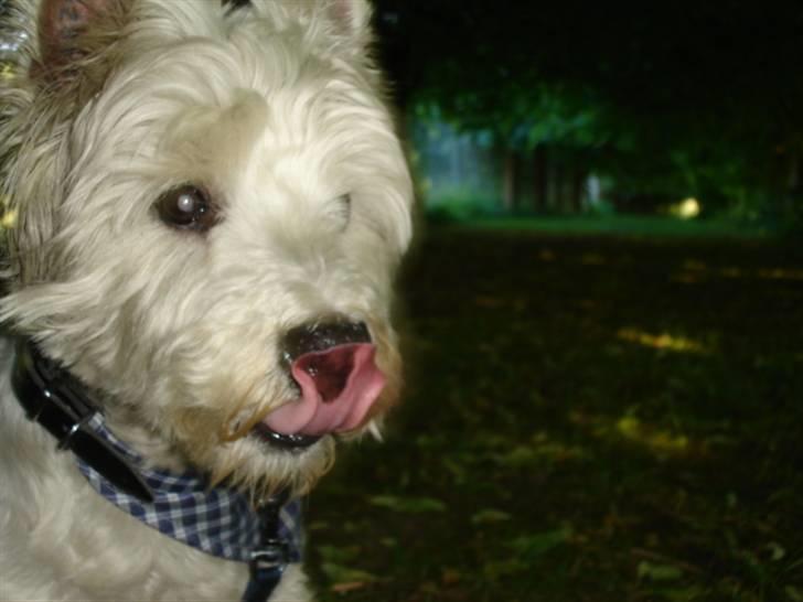 West highland white terrier Turbo (Død: 25/7-08) billede 1