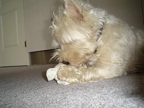 West highland white terrier Turbo (Død: 25/7-08) billede 2