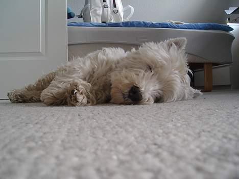 West highland white terrier Turbo (Død: 25/7-08) billede 3