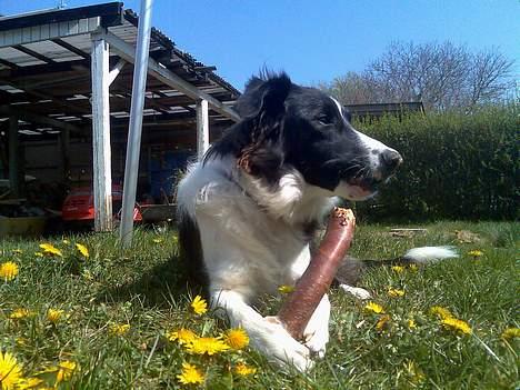Border collie Tess billede 20