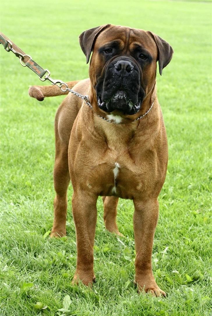 Bullmastiff Nero - LIMA Foto. Hey du der.. Stop så med de billeder!! billede 6