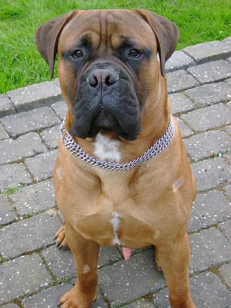 Bullmastiff Nero - Sidste nye billede.. Har lige været ved doktor-derfor de skallede pletter:o) billede 7
