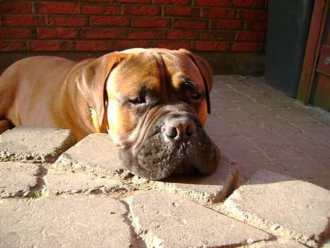 Bullmastiff Nero - Trææt efter gå tur billede 8