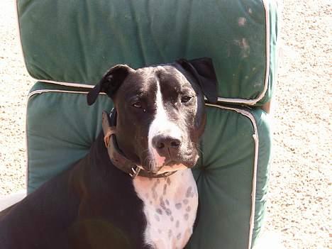 Amerikansk staffordshire terrier Oskar billede 11