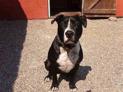 Amerikansk staffordshire terrier Oskar billede 12