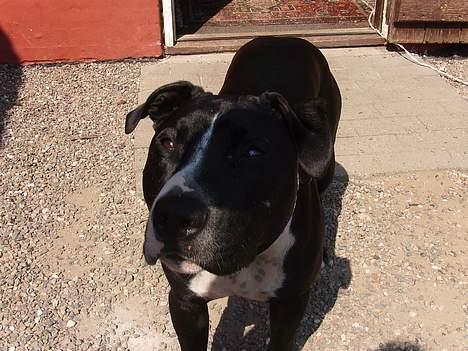 Amerikansk staffordshire terrier Oskar billede 13