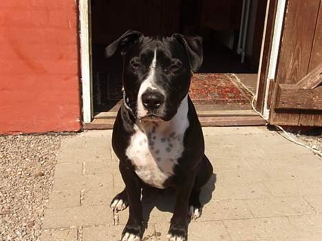 Amerikansk staffordshire terrier Oskar billede 14