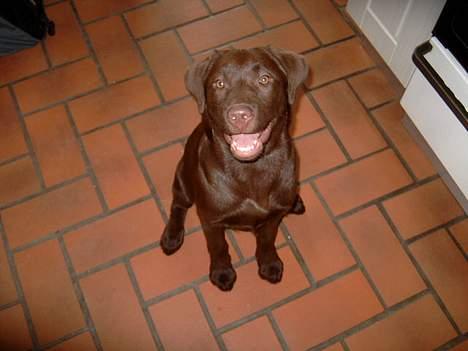 Labrador retriever <3Ganto<3 *Død* - HaHaHaHa billede 13