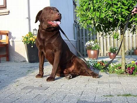 Labrador retriever <3Ganto<3 *Død* - Her er et billede af Gantos far.  billede 14