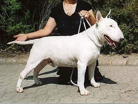 Bullterrier                    *RIP* Joker - Jokers far : DKCH Sovereign´s Barclay Baron aka Barclay billede 12