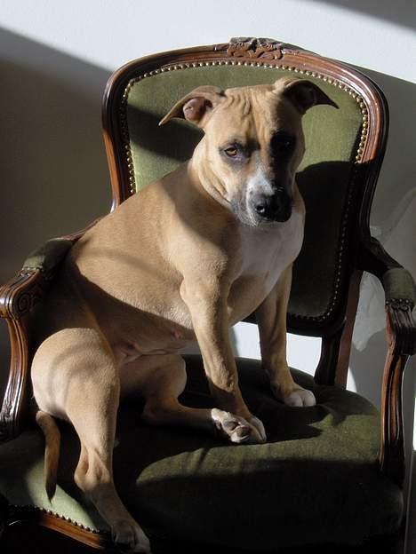 Amerikansk staffordshire terrier KWV' s Standing Ovation  billede 9