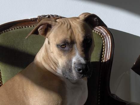 Amerikansk staffordshire terrier KWV' s Standing Ovation  - Smukke Knirke! billede 10