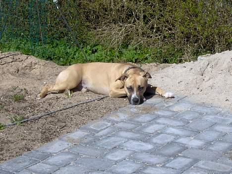 Amerikansk staffordshire terrier KWV' s Standing Ovation  billede 11