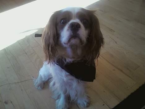 Cavalier king charles spaniel Figo R.I.P <3  billede 7