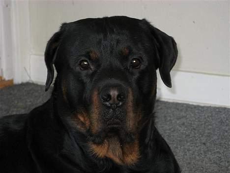 Rottweiler Rocky - 25.04.07 billede 8