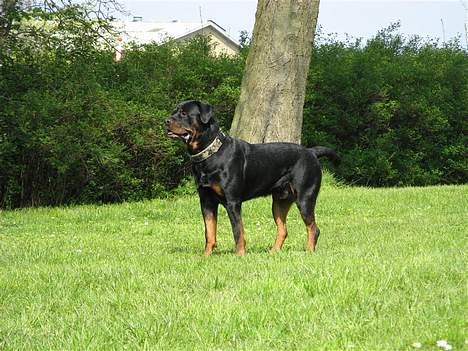 Rottweiler Rocky - 25.04.07 billede 9