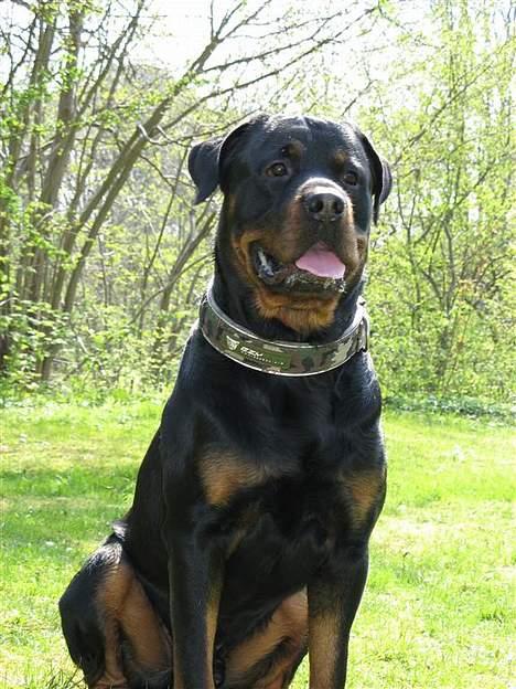 Rottweiler Rocky - 25.04.07 billede 10
