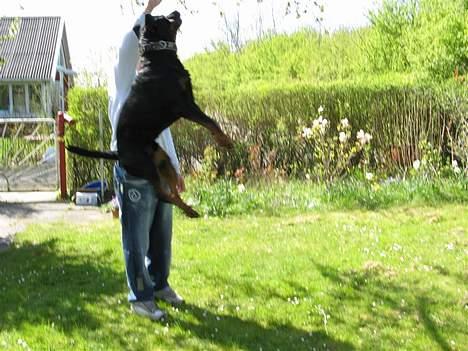 Rottweiler Rocky - Rigtig spring hund :P  billede 11