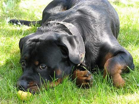 Rottweiler Rocky - 25.04.07 billede 12