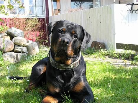 Rottweiler Rocky - 25.04.07 billede 13