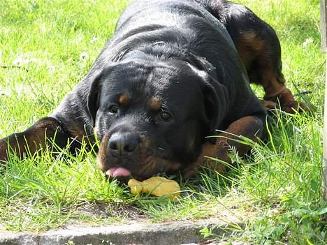 Rottweiler Rocky - 25.04.07 billede 14