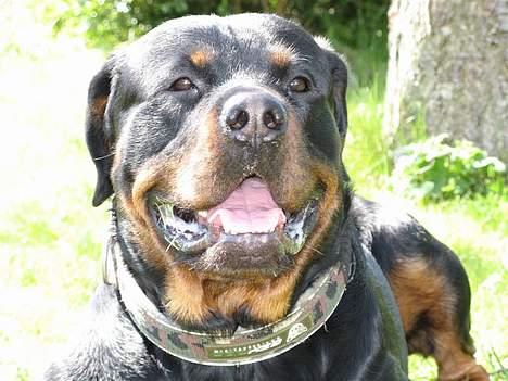 Rottweiler Rocky - 25.04.07 billede 15