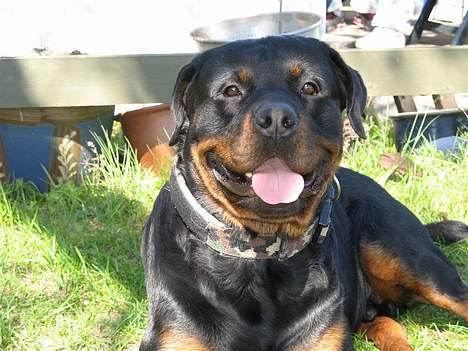 Rottweiler Rocky - 25.04.07 billede 16