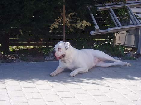 Amerikansk bulldog Amanda billede 11