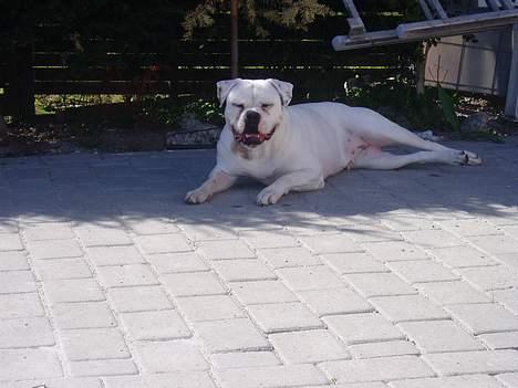 Amerikansk bulldog Amanda - Skygge er bedst billede 12