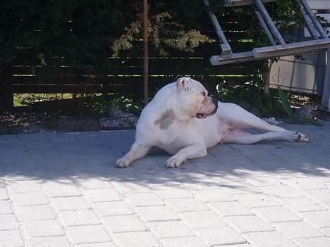 Amerikansk bulldog Amanda - Okey solen var lige i overkanten billede 13